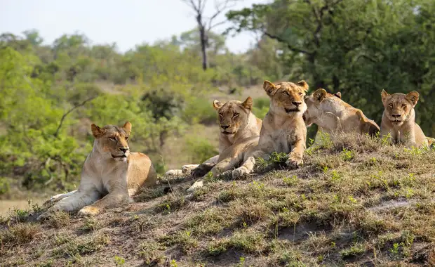 Autotour Cape Town & Safaris - 9J/6N - 5