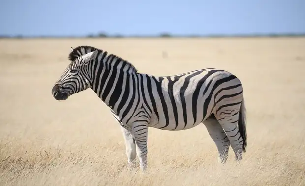 Autotour Namibie en Liberté - 16J/13N - 7