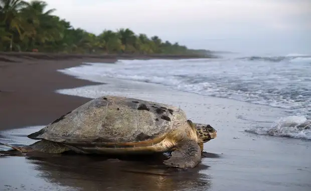 Sur La Route Du Costa Rica: Monteverde Et Plage - 13J/11N - 6