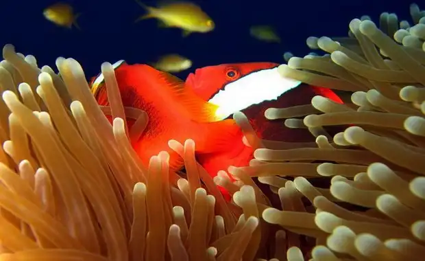 Couleurs Philippines - 20