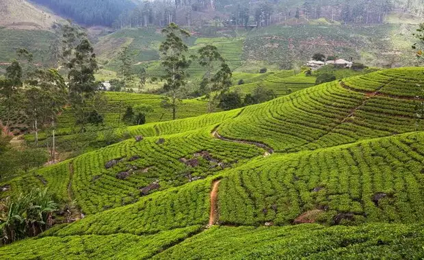 Ceylan Bonheur - Sri Lanka - 14