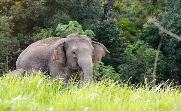 Circuit Privé Thai Spirit (cat. confort) - séjour Khao Lak 4* - Thailande - 14