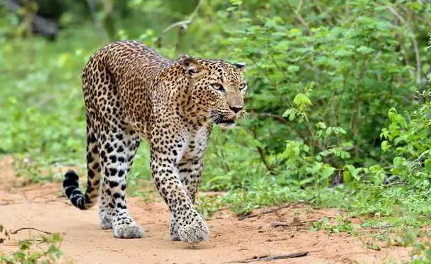 Ceylan Bonheur - Sri Lanka - 17