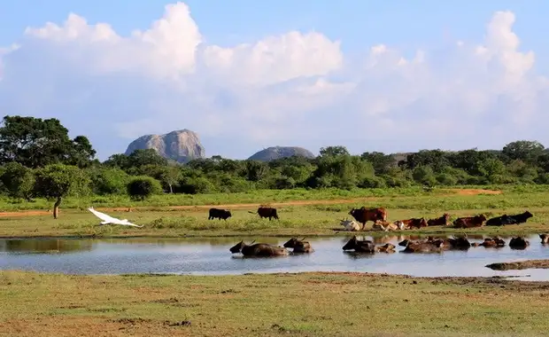 Ceylan Bonheur - Sri Lanka - 19