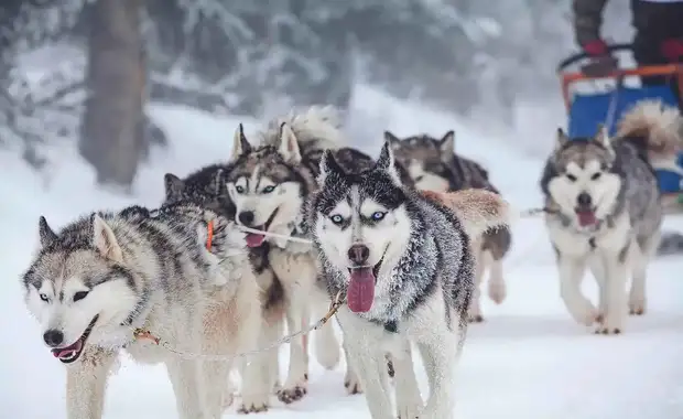 Ounasvaara Chalets - NOUVEL AN - 6