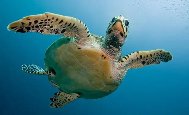 Merveilles du Sri Lanka & Extension Villa Park Sun Island 5* Maldives - 18J/15N - 2025 - 24