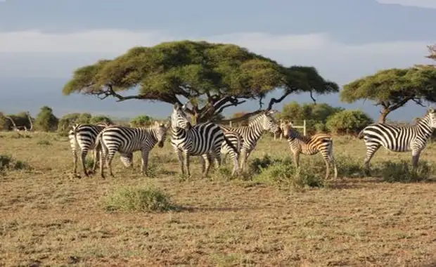 Douceurs du Kenya 10J/07N - 2025 - 13