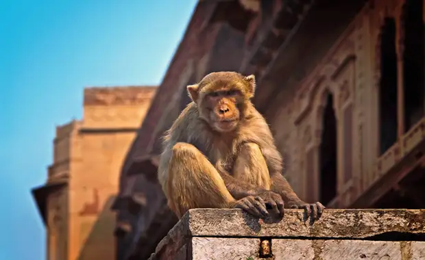 Circuit Sur la route du Taj Mahal au Tigres de Ranthambore - 17