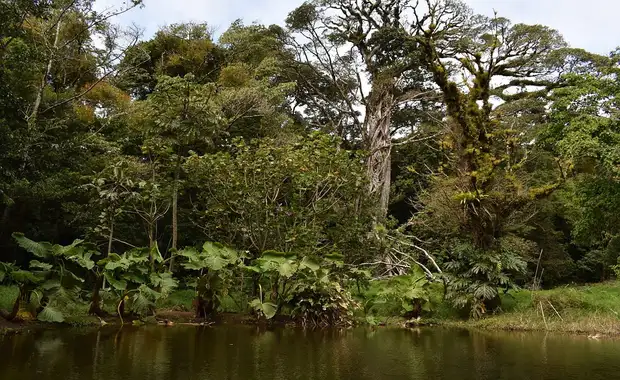 Circuit entre Jungles et Forêts du Costa Rica & Tortuguero (petit groupe) - 17