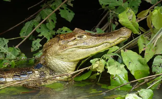 Circuit entre Jungles et Forêts du Costa Rica & Tortuguero (petit groupe) - 11