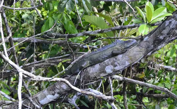 Circuit entre Jungles et Forêts du Costa Rica & Tortuguero (petit groupe) - 13