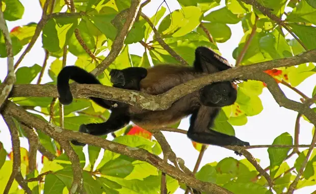 Circuit entre Jungles et Forêts du Costa Rica & Tortuguero (petit groupe) - 22