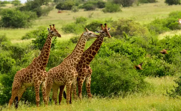 Circuit Des Terres Sauvages au lagon de Diani Beach - 3