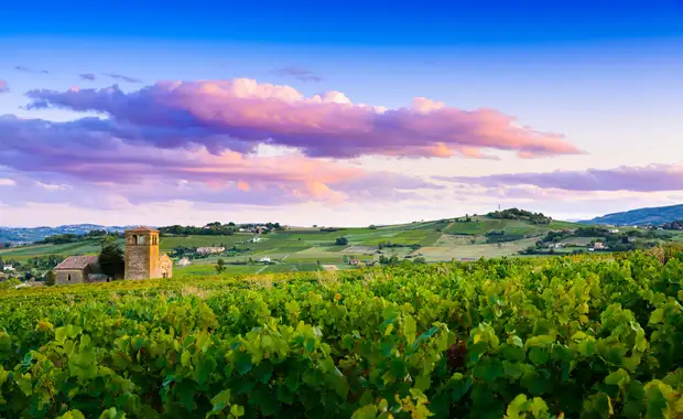 À la découverte du fabuleux monde de la vigne et du vin, terroirs d'exception du Rhône et de la Saône (formule port/port) - 9