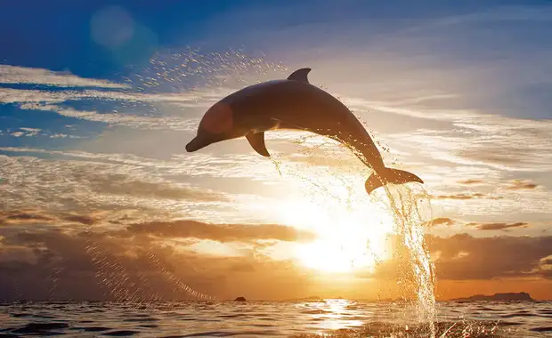 Hôtel Cocoon ***** - 6