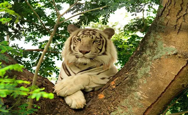 Tamassa Bel Ombre 4* - 14