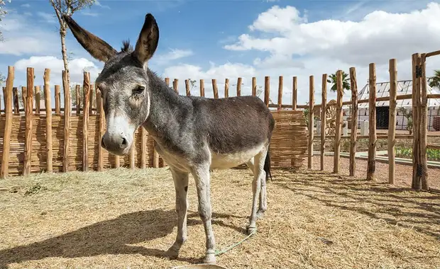 Be Live Experience Marrakech Palmeraie 4* - 16
