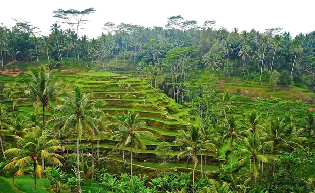Hanging Gardens of Bali - 49
