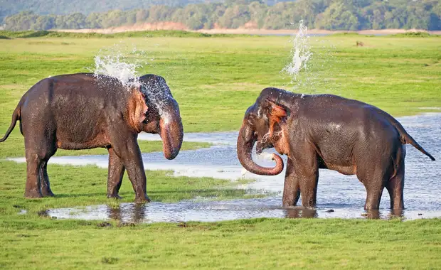 Le meilleur du Sri Lanka avec extension balnéaire 3* - 4