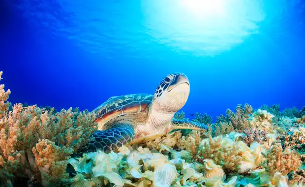 Les incontournables de Bali, Gili Air & Nusa Penida 3* - 13