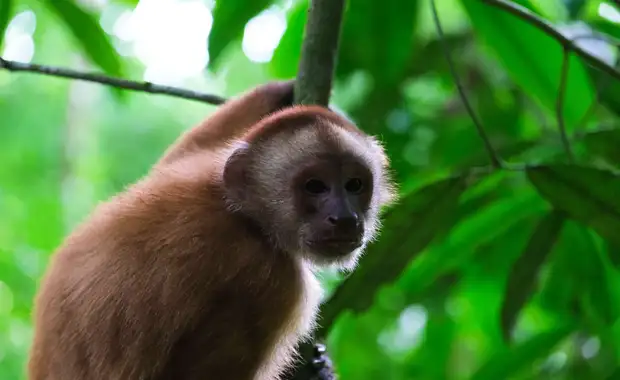 Explorer le Pérou avec extension possible en Amazonie 3* - 21