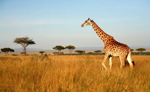 Le meilleur du Kenya en safari 3* - 2