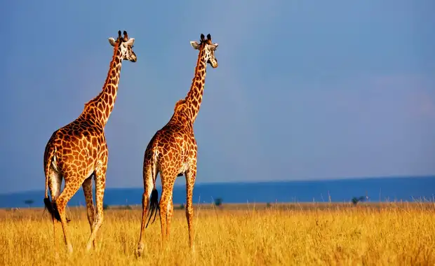 Le meilleur du Kenya en safari 3* - 3