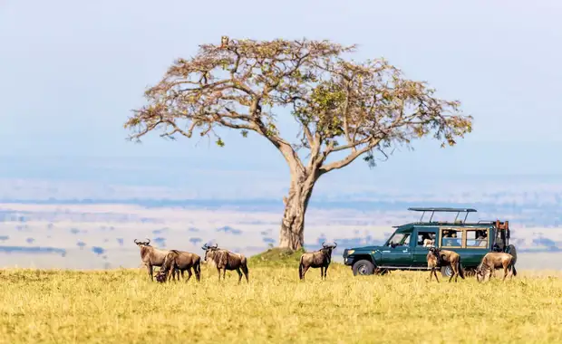 Le meilleur du Kenya en safari 3* - 5