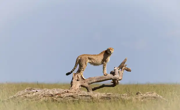 Le meilleur du Kenya en safari 3* - 10