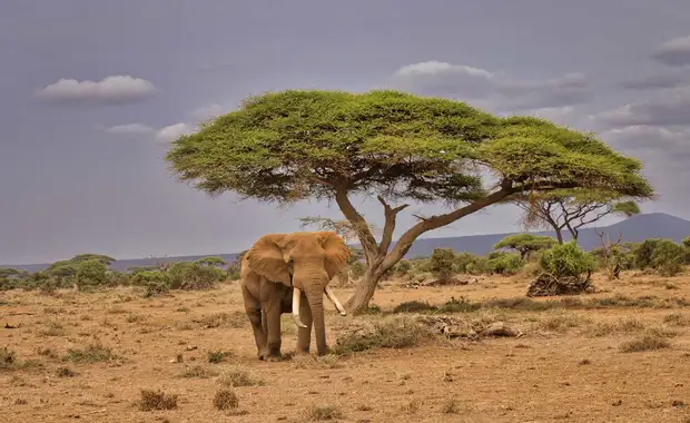 Le meilleur du Kenya en safari 3* - 12