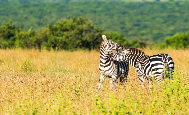 Circuit privatif : Safari authentique au Kenya 3* - 5