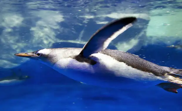 Evadez-vous à l'aquarium Sea Life Paris depuis un élégant hôtel 4* - 4* - 39