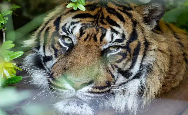 Appartement à la Roche-Posay avec visite du Zoo de Beauval en famille - 3* - 31