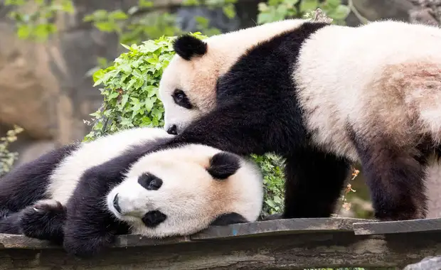 Appartement à la Roche-Posay avec visite du Zoo de Beauval en famille - 3* - 27