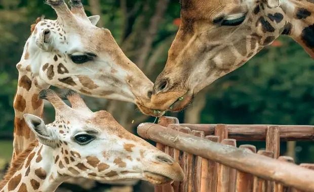 Séjour au vert avec entrées au ZooParc de Thoiry - 3* - 23