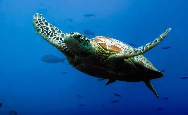Evadez-vous à l'aquarium Sea Life Paris depuis un élégant hôtel 4* - 4* - 25