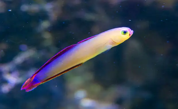 Evadez-vous à l'aquarium Sea Life Paris depuis un élégant hôtel 4* - 4* - 43