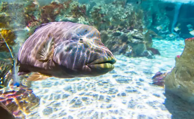 Evadez-vous à l'aquarium Sea Life Paris depuis un élégant hôtel 4* - 4* - 41