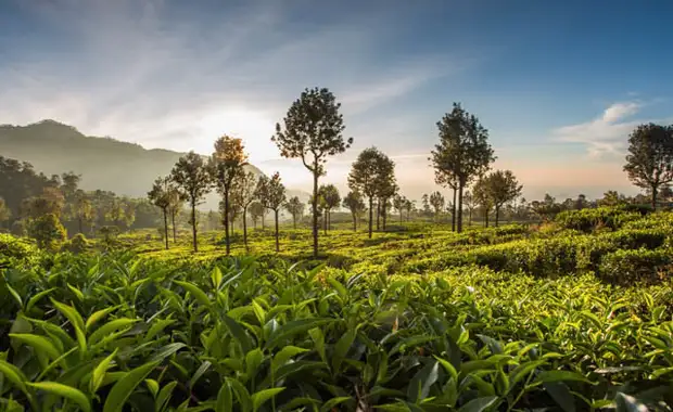 Combiné circuit et hôtel Intense Sri Lanka (privatif) & plage au Framissima Evasion Heritance Ahungalla - 1