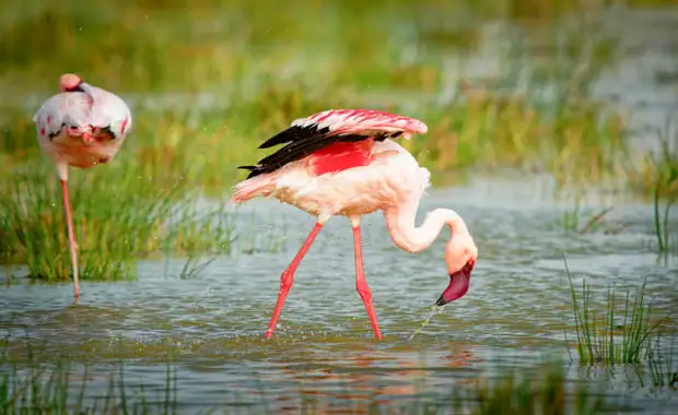 Circuit Safari Express, lacs et savane du Kenya - 8