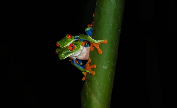 Autotour Entre volcans et forêts, l'âme du Costa Rica - 5
